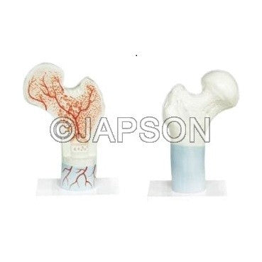 Human Femur Bone Model Human Femur Bone Model